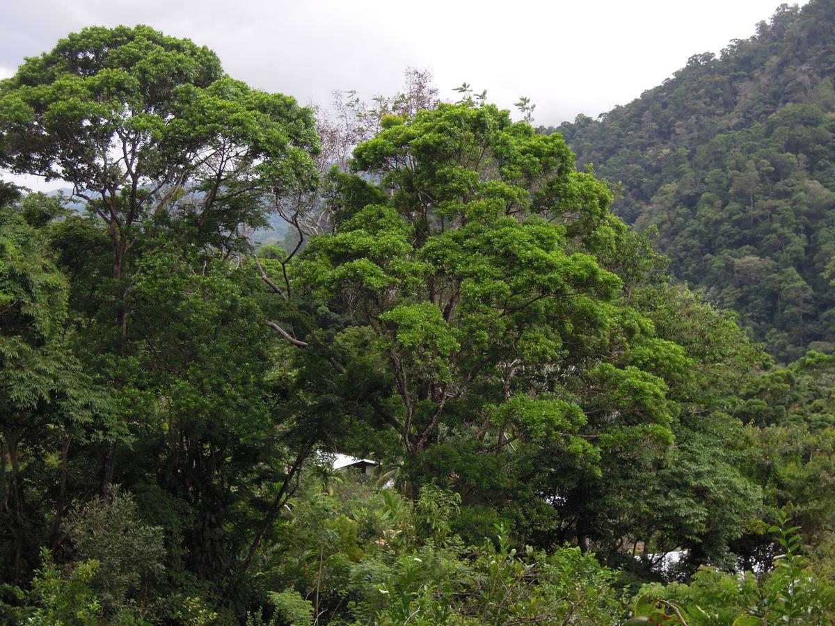 Omega Tours Eco-Jungle Lodge La Ceiba Eksteriør billede