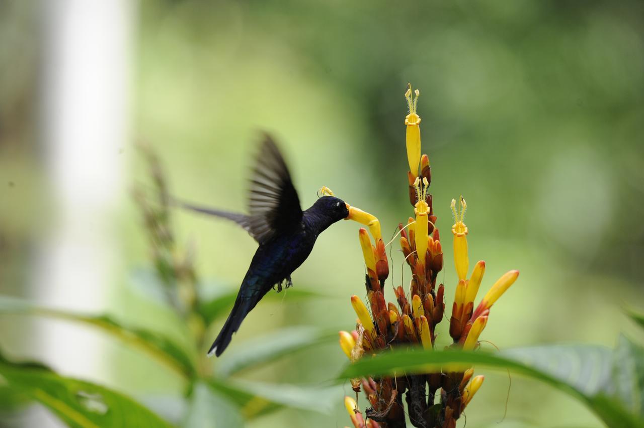 Omega Tours Eco-Jungle Lodge La Ceiba Eksteriør billede