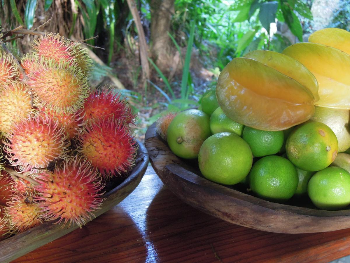 Omega Tours Eco-Jungle Lodge La Ceiba Eksteriør billede